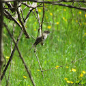 Eastern Phoebe