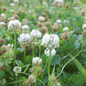 White Clover
