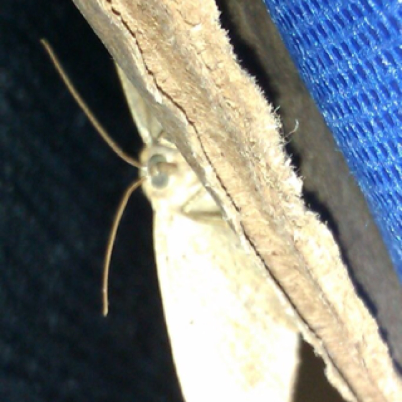 Moth