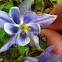 Colorado Blue Columbine
