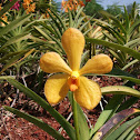 Vanda variety