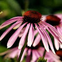Eastern purple coneflower 