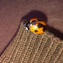 Ladybug