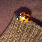 Ladybug