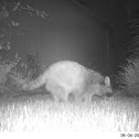 Raccoon
