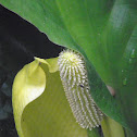 Western skunk cabbage