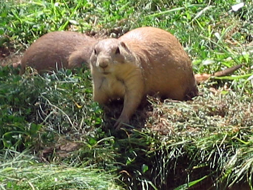 Spotting Image 1