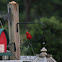 Northern Cardinal