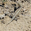 Northern Earless Lizard