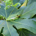 Tree Frog