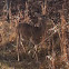 White tail deer