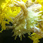 Sargassum fish