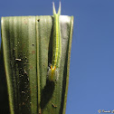 Owlet caterpillar