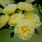 Japanese rose