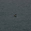 Common Loon