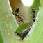 Membracid Tree hopper