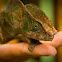Panther Chameleon