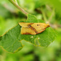 Moth