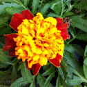 French marigolds