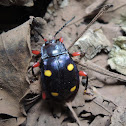 Fungus beetle