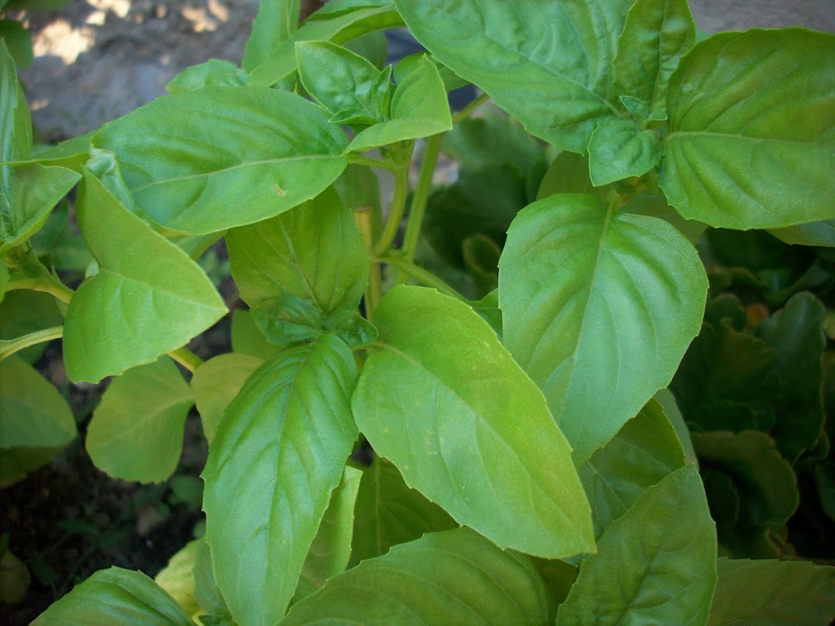 Basil Leaves