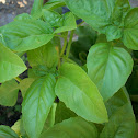 Basil Leaves