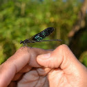 Gossamerwings Damselfly