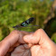 Gossamerwings Damselfly