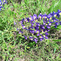 Blue bonnets