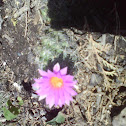 viznaga