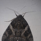 Penitent underwing