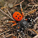 Rote Röhrenspinne