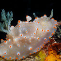 Halgerda batangas Nudibranch