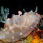 Halgerda batangas Nudibranch