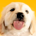 Licking Doggy Live Wallpaper mobile app icon