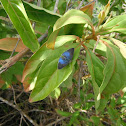 Pea Blue