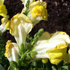 Snapdragon