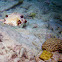 Smooth Trunkfish