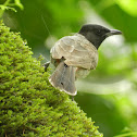 Red-vented Bulbul
