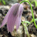 Purple Clematis