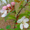 Japanese Cherry