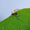 Nigma walckenaeri, grüne Kräuselspinne