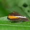 Adelpha Butterfly