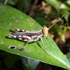 Grasshopper