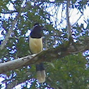 Plush-crested Jay