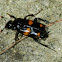 Burying Beetle
