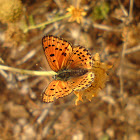 Fiery Copper