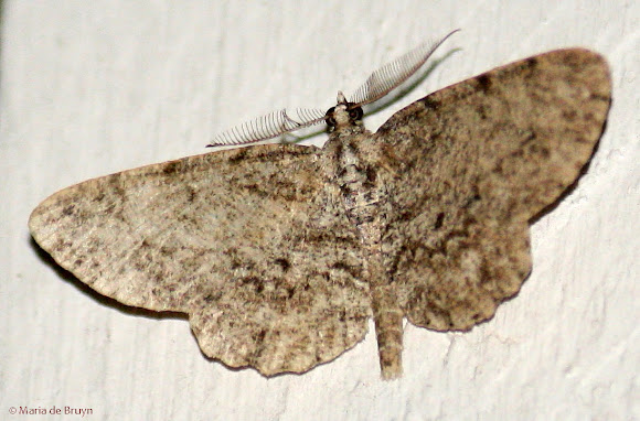 Spotting Image 1
