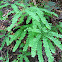 Aleutian Maidenhair Fern