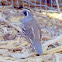California Quail